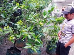 Di Bazar Murah Wonogiri, Ada Anggur Brazil dan Buah Black Sapote dari Meksiko