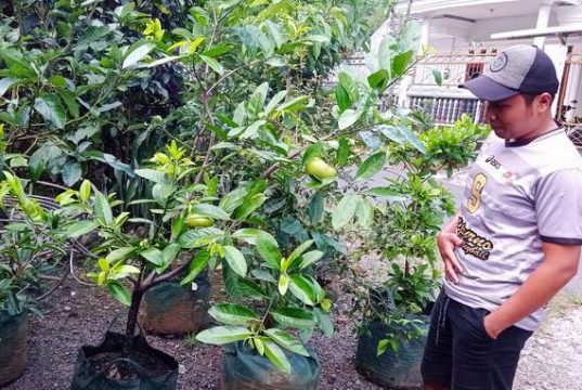 Mau berkebun tapi tidak punya lahan begini caranya