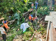 Lebaran Kedua, Dua Rumah Rusak Tertimpa Pohon Pete