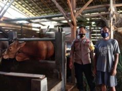Peternak Sapi Blora Diimbau Waspada PMK, Menjaga Kebersihan Kandangnya