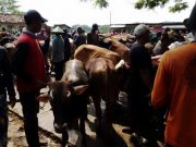 Harga Sapi Stabil di Pasar Pon Blora, Meski ada Penyakit Kuku dan Mulut di Jatim