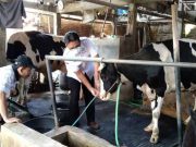Dinas Pertanian Kudus Minta Peternak Mulai Waspadai Penularan Penyakit PMK
