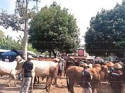 Mengantisipasi Penyebaran Penyakit, Pasar Hewan di Kabupaten Magelang Akan Ditutup
