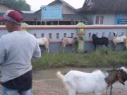 10 Ekor Sapi Positif Kena PMK, Pasar Pon Blora Ditutup Pedagang Hewan Jualan di Pinggir Jalan