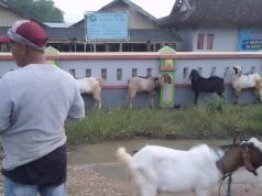 10 Ekor Sapi Positif Kena PMK, Pasar Pon Blora Ditutup Pedagang Hewan Jualan di Pinggir Jalan