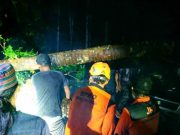 Hujan Disertai Angin, Pohon Tumbang Menimpa Mobil Pikap