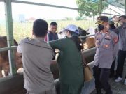 Cegah PMK, Wakapolres Tegal Tinjau RPH