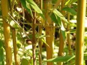 Lima Manfaat Bambu Kuning Bagi Kesehatan