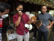 Wisata Pakai Mobil Camat VW Safari di Borobudur, Merasakan Sensasi Terapi Sengat Lebah di Tanjungsari