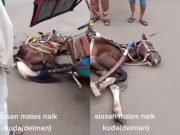 Seekor Kuda Ambruk Kelelahan Saat Menarik Delman
