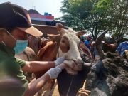 Antisipasi Penyakit Mulut dan Kuku, Polres Klaten dan Dinas Pertanian Lakukan Pengawasan Hewan Ternak