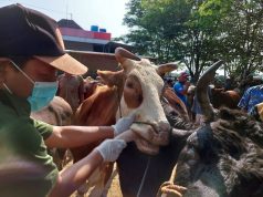 Antisipasi Penyakit Mulut dan Kuku, Polres Klaten dan Dinas Pertanian Lakukan Pengawasan Hewan Ternak