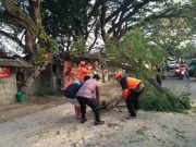 Pohon Tumbang Menimpa Warung di Grobogan