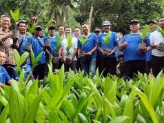 Membidik Peluang Ekspor, Petani Tulakan Pacitan Membudidayakan Pinang