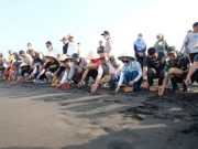 KIE Resmi Dimulai, Diawali Pelepasan 50 Tukik di Pantai Selatan