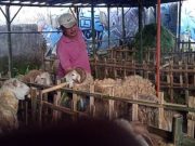 Takut Merugi Karena PMK, Pedagang Hewan Kurban Enggan Jual Sapi hewan kurban