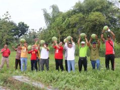 BUMDes Maju Mapan Luncurkan Agrowisata Petik Buah Semangka Madu dan Inul di Desa Bangsri Jepon