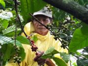 Wiwit Kopi, Petani Kudus Belum Nikmati Sedapnya Harga Kopi Muria