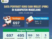 Hewan Terserang Penyakit Mulut dan Kuku Mencapai 705 Ekor
