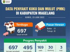 Hewan Terserang Penyakit Mulut dan Kuku Mencapai 705 Ekor