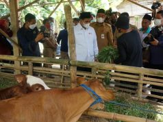 Wagub Jateng Luncurkan Vaksinasi PMK di Jepangrejo Blora