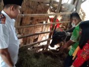 Dispertan Kudus Sambat, Anggaran Penanganan Wabah PMK Ternak Hanya Rp 30 Juta