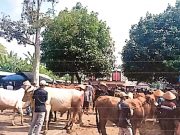 Sebanyak 676 Hewan Terserang Penyakit Mulut dan Kuku