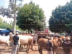Sebanyak 676 Hewan Terserang Penyakit Mulut dan Kuku
