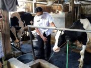 Dispertan Kudus Prioritaskan Vaksinasi PMK untuk Sapi Perah