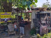 Nekat Jual Sapi PMK, Satpol PP Kota Semarang Bongkar Lapak Hewan Qurban di Trangkil