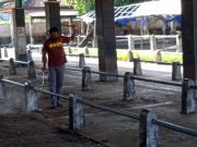 Penularan PMK Ternak Sapi di Kabupaten Magelang Meningkat Tajam PMK Meningkat