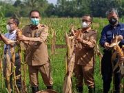Petani Jagung di Desa Sidorejo Dapat Pendampingan dari PT Telkom petani