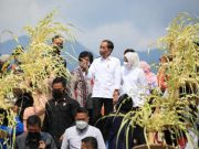 Jokowi dan Ganjar Temui Ribuan Petani Perhutanan Sosial