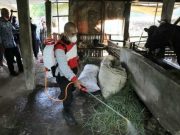 Ketersediaan Hewan Kurban Jelang Idul Adha Aman
