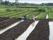 HKTI Brebes Minta Penghapusan Subsidi Pupuk Ditunda