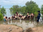 Peduli Lingkungan, Siswa SDN 1 Batealit Tanam Mangrove di Ujung Piring