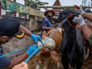 Marak Penyakit Ternak, Pj Bupati Jepara Perketat Arus Perdagangan ke Jepara