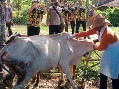 Infeksi Penyakit Mulut dan Kuku di Grobogan Meningkat, 1.119 Sapi Terserang