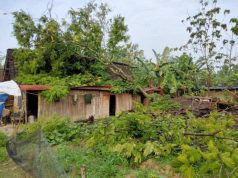 Hujan Angin di Grobogan, Pohon Tumbang Timpa Sebuah Rumah