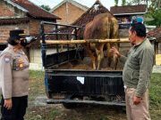Di Wonogiri, Ditemukan 25 Ekor Hewan Kurban Bercacing Hati yang Terindikasi PMK 1 Ekor