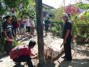 Mushala At Thahiriyah Kawedusan Potong 2 Ekor Sapi dan 5 Kambing