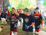 Kontes Kambing PE Ras Kaligesing, Diikuti Peternak dari Tiga Provinsi