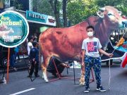 Kampanye Ayo Berkurban, Membawa ‘Sapi’ Besar di Jantung Kota Solo