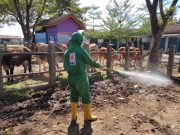 Tim Gabungan Semprot Disinfektan ke Pasar Hewan dan Kandang Sapi