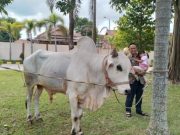Bupati Kebumen Kurban 12 Ekor Sapi Peranakan Ongole