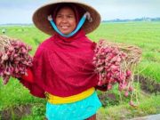 Komoditas Pertanian Unggulan Brebes Alami Penurunan Produksi
