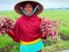 Komoditas Pertanian Unggulan Brebes Alami Penurunan Produksi