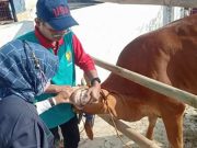 Hewan Bergejala Ringan PMK Masih Layak Potong