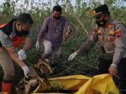 Warga Bulungcangkring Digegerkan Penemuan Kerangka Manusia di Areal Persawahan