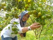 Lahan Kebun Jeruk Madu Siam Jepon Jadi Destinasi Wisata Hortikultura